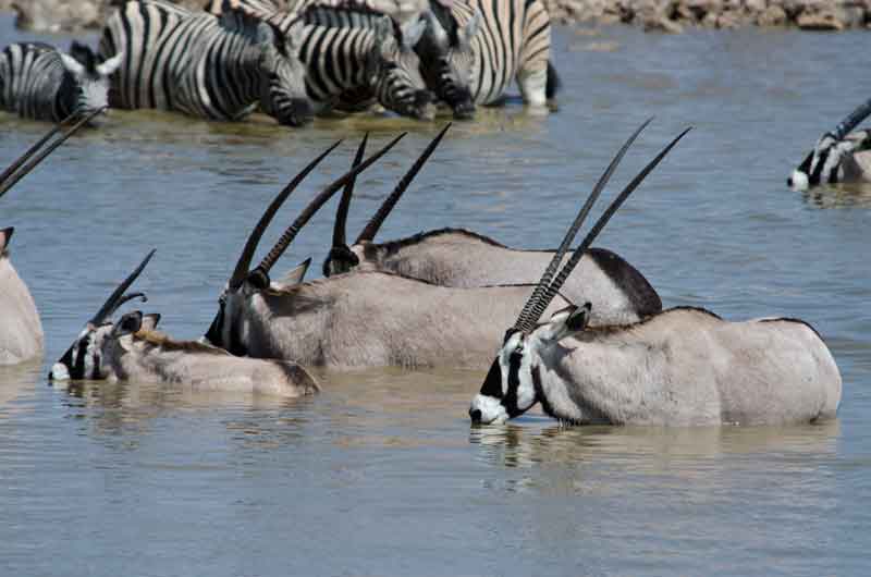 172 - Namibia - cebras y antilopes Orix - parque nacional de Etosha